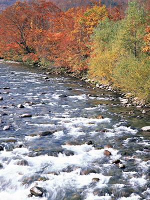 長野県白馬でスキーを楽しみたいなら