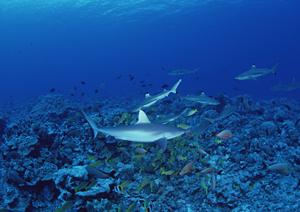 福岡市のビジネスホテル「東横INN博多口駅前」の魅力と特徴徹底解説