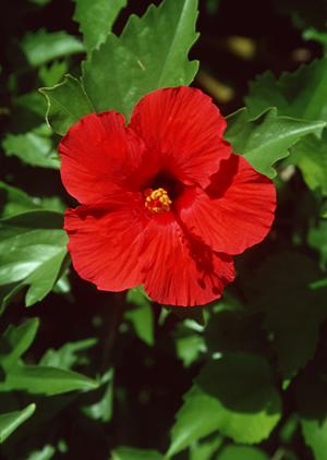 滋賀県草津市のビジネスホテル「東横INN琵琶湖線南草津駅西口」完全ガイド