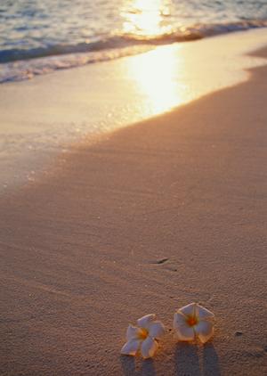 石垣島で自然を満喫！プロのガイドと共に楽しむアクティビティ完全ガイド